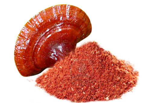 GANODERMA LUCIDUM – REISHI