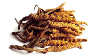 CORDYCEPS SINENSIS